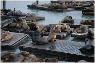 �k�k a 39-es m�l�n�l