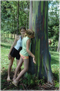 Sz�nes eukaliptusz