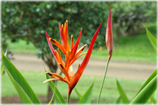 Egy vir�g a sok k�z�l