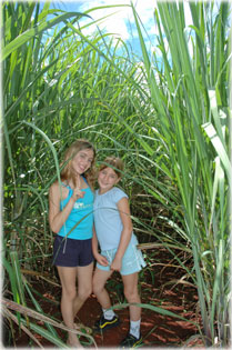 Cukorn�d �ltetv�nyen