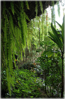 Fern Grotto