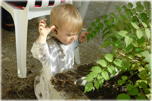 R�zi �s a vir�gf�ld