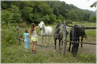 Tal�lkoz�s a lovakkal