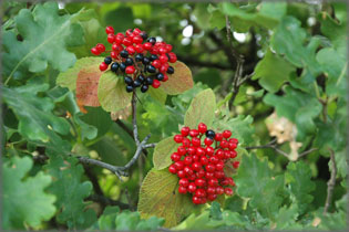 Piros-fekete bogy�