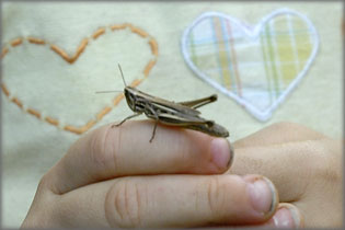 Sz�cske kicsi k�zben