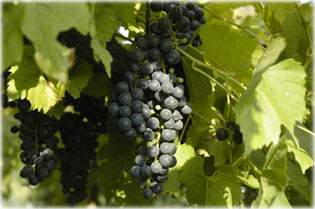 Nagy�t�shoz klikkelj a k�pre!