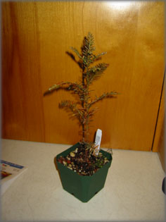 A mi kis  Sequoia �ri�s v�r�sfeny�nk