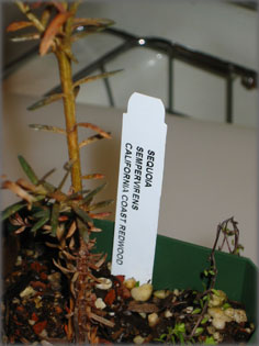 V�r�sfeny� c�mke