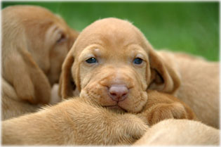 Nagy�t�shoz klikkelj a k�pre!